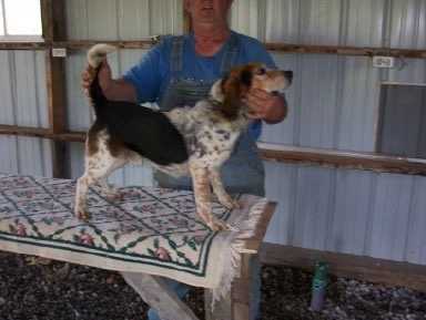 Thompson's High Creek Spike