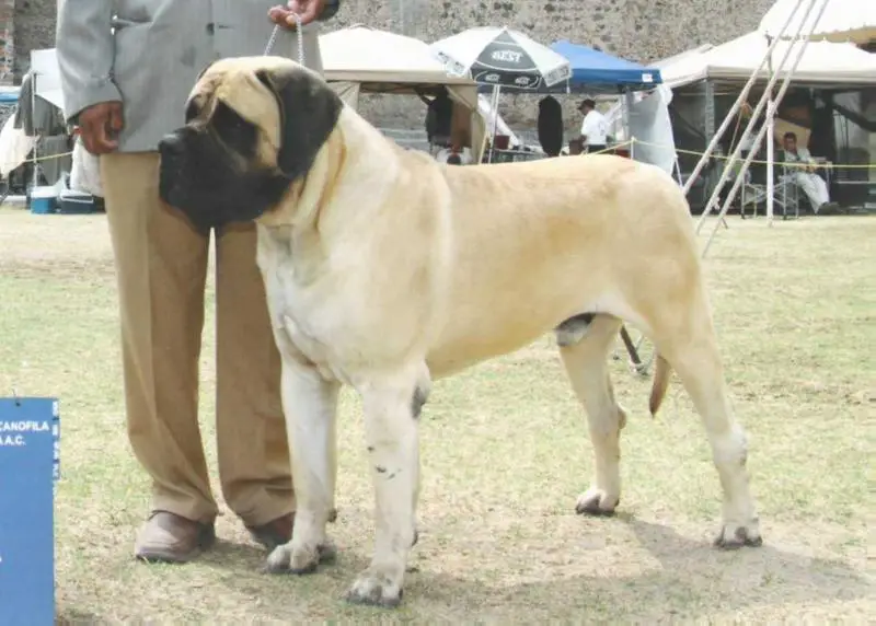 LAUREL'S COLOSSUS OF ORREY