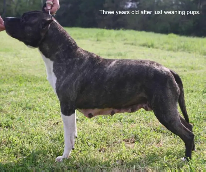 SkyBlue's Dandelion Wishes