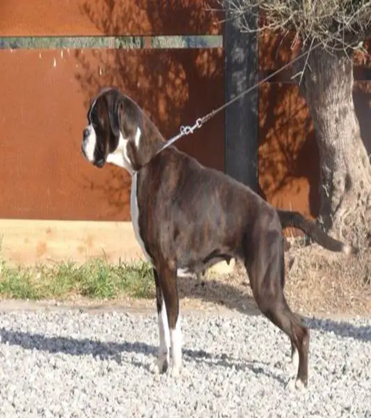 Amaya del Lucero de Europa