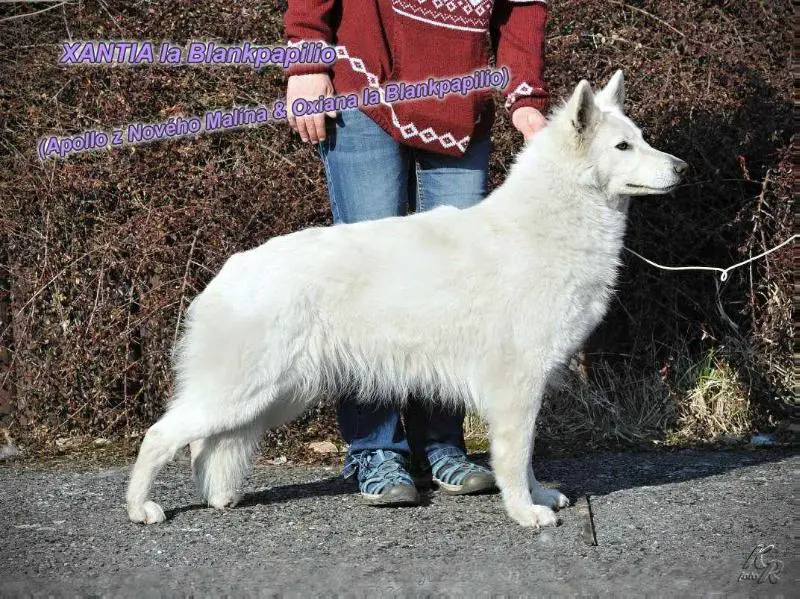 Xantia la Blankpapilio
