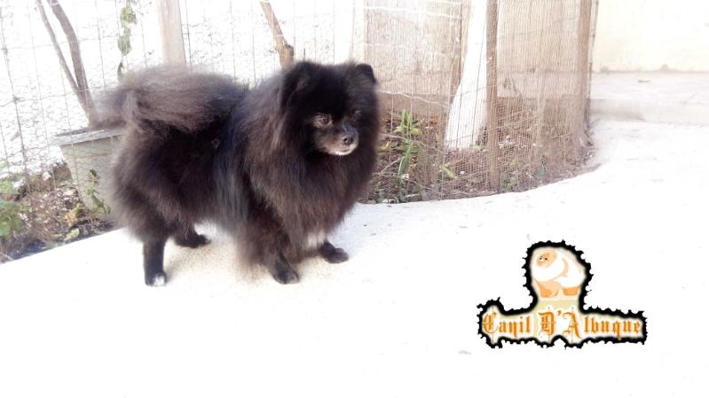 D'Albuque Love Black