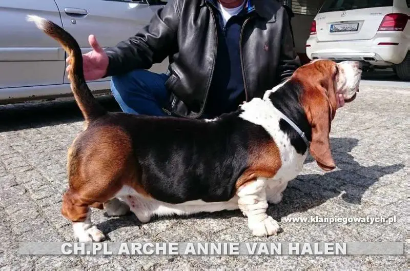 ARCHE ANNIE VAN HALLEN