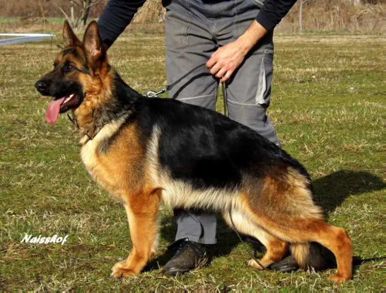 Wallery vom Naisshof