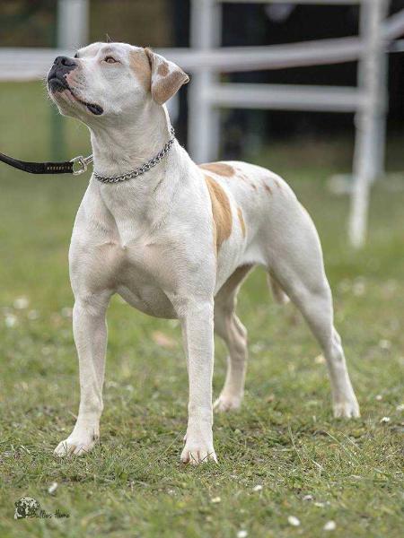 ABEU junior & ABEU Adult Champion, NKC Champion Havellandbulls Alany