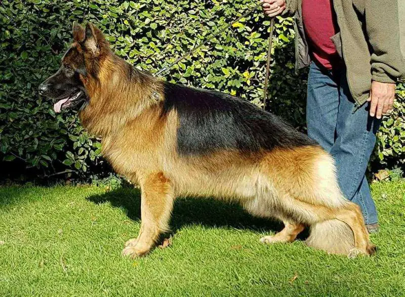 Lion des Cascades de Lusy