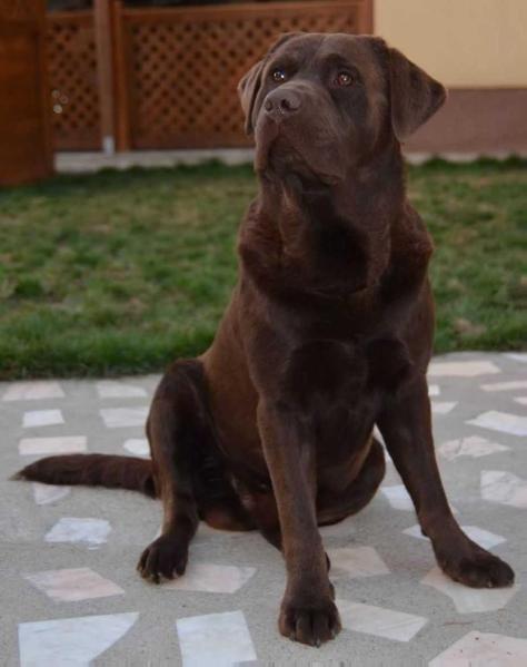 Lilly's Mocca Bubble