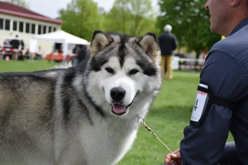 CH Champ SkyWolf of Unesdala