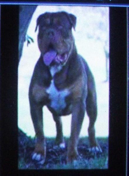 1 BN's Zeus