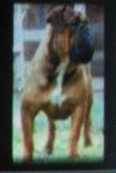 DFB Sampson