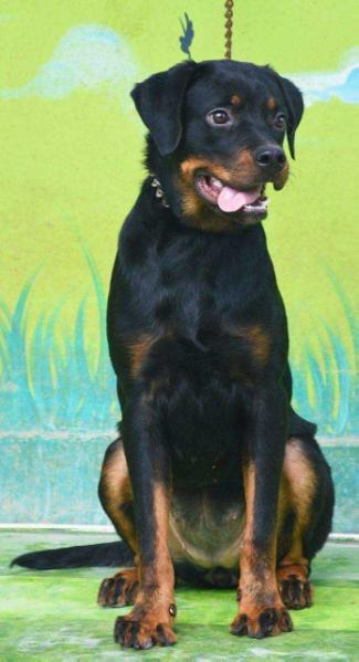 Show and Work VIKI VOM CAIRO ROTTWEILER