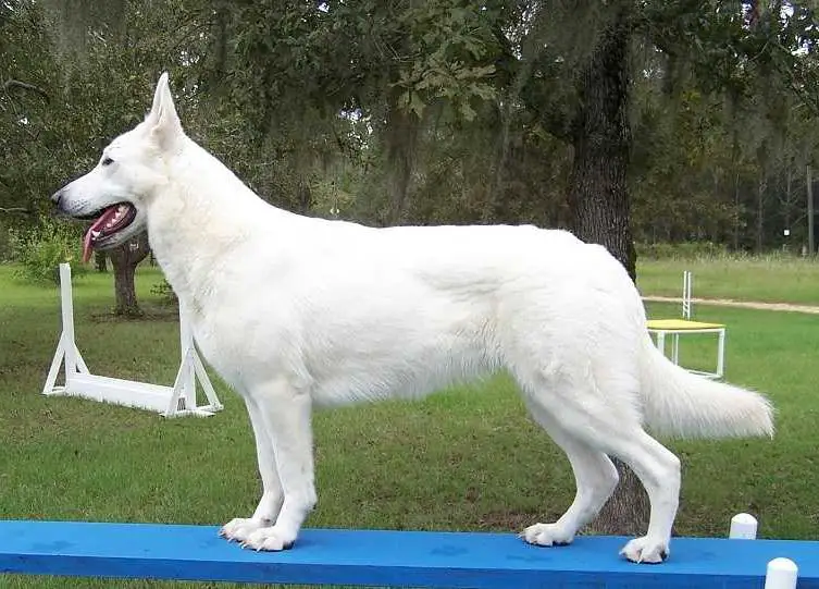 Foxhunts Dreamer Bijelih Anđela