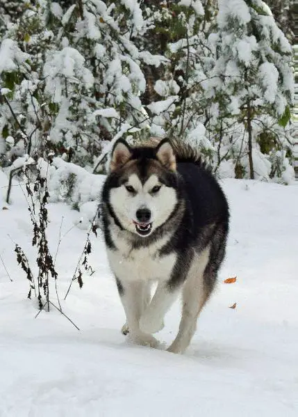 Shamika Now Delicious Candy