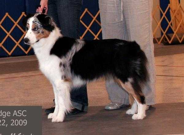 Starvalley's Sequins N' Lace