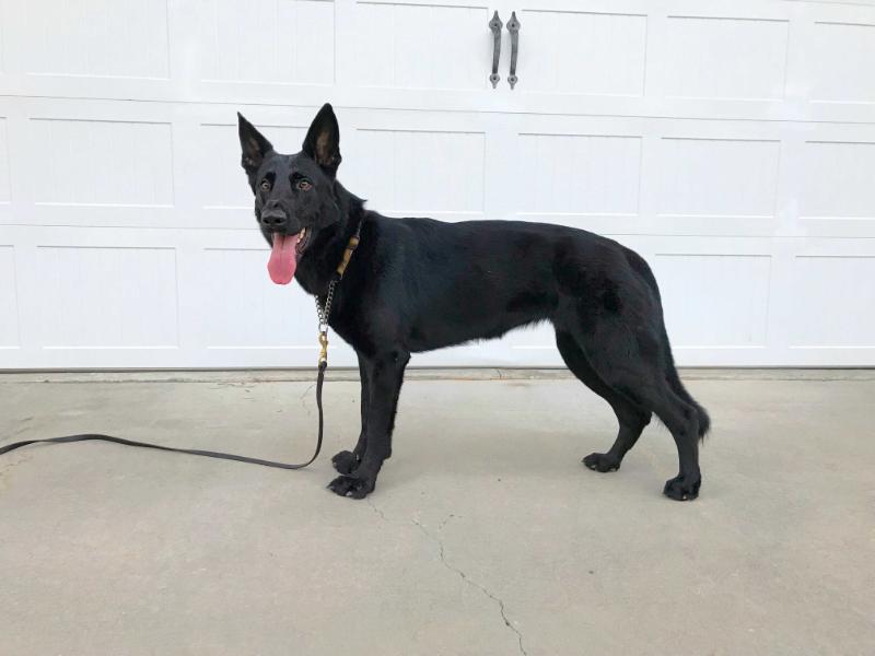 Anka Von Der Schwarzen Weide