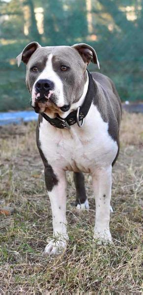 ANDONAS MIGHTY TITAN