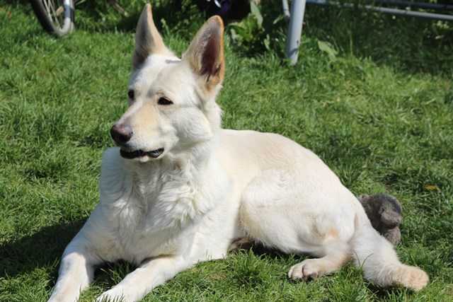 Estelle of the white Dreamdogs