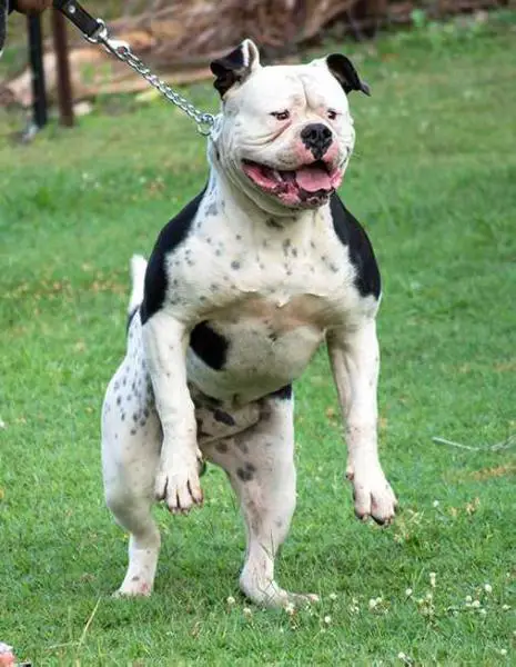 Running with Bulls Ace of Spades