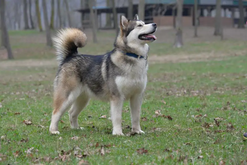 Mohs Hardness Ten de La Tundra D'Alaska