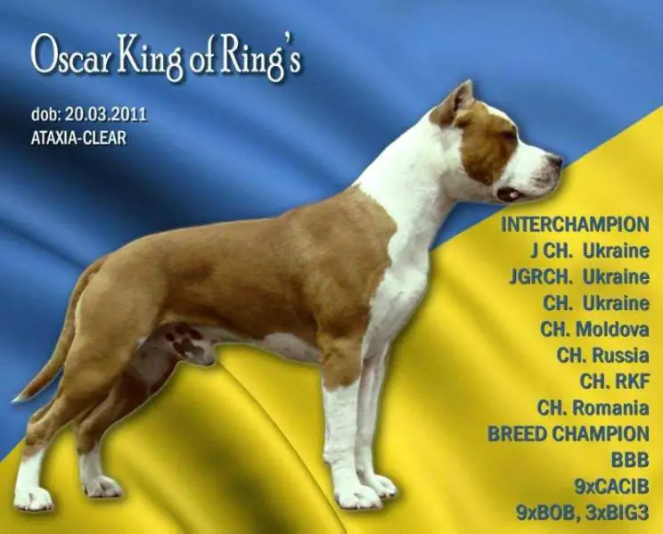 INT.CH Oscar Red Mist King of Ring's