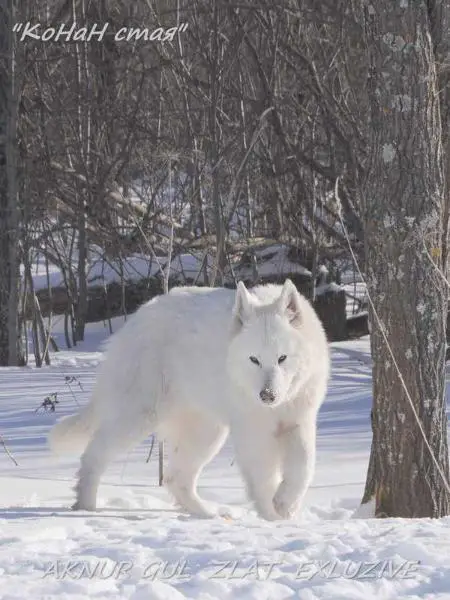 AKNUR GUL ZLAT EXLUZIVE
