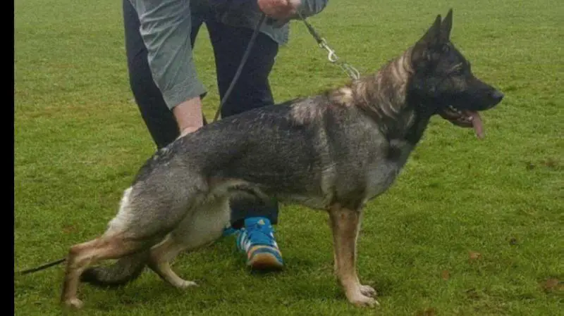 SG Nena vom Osterburg Quell