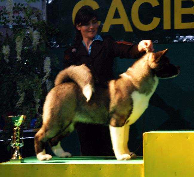 AKC CH Finigan Bos-Eri Rootsie