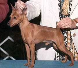 Am Ch. Labell Look Who's Talkin