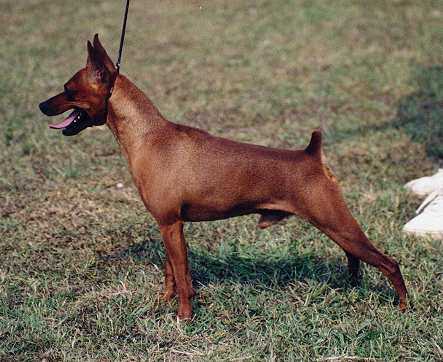 Am Ch / MPCA Hall of Fame Sire Sandbrook Twist and Shout