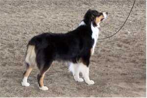 Countrywoods Queen Othe Court