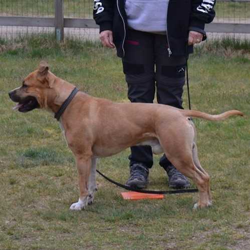 Painted Ladie's Django Big Walker