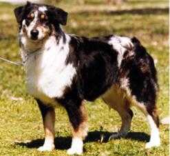 ASCA CH BRIARBROOKS SPITTIN IMAGE