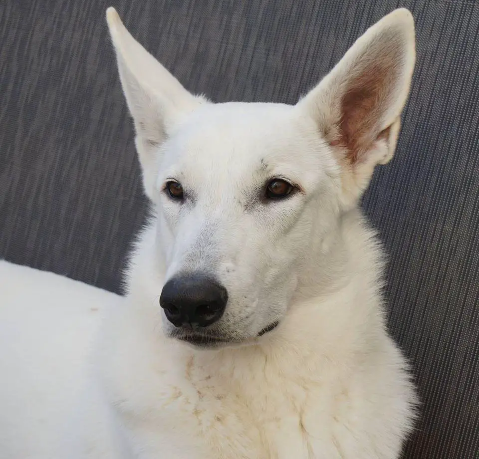 Countess Farah Jonah's White Joy