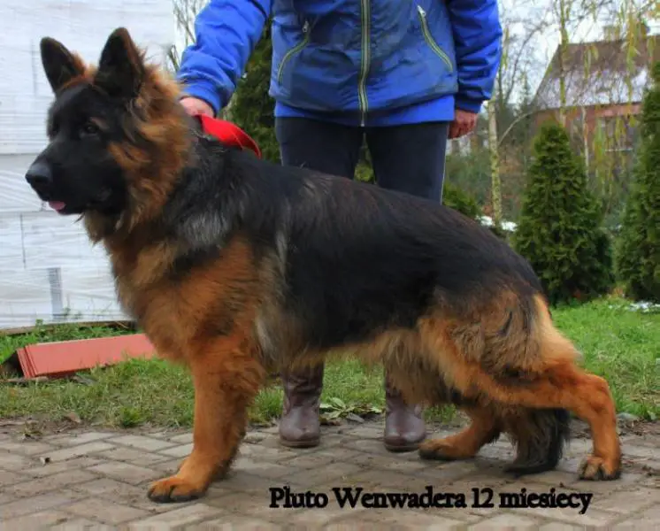 Pluto Wenwadera
