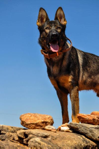 Snowden's Solomon Moses