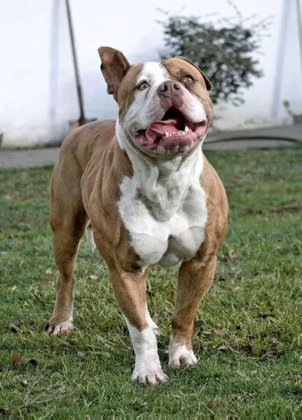 Bay Area Bullies Tesla