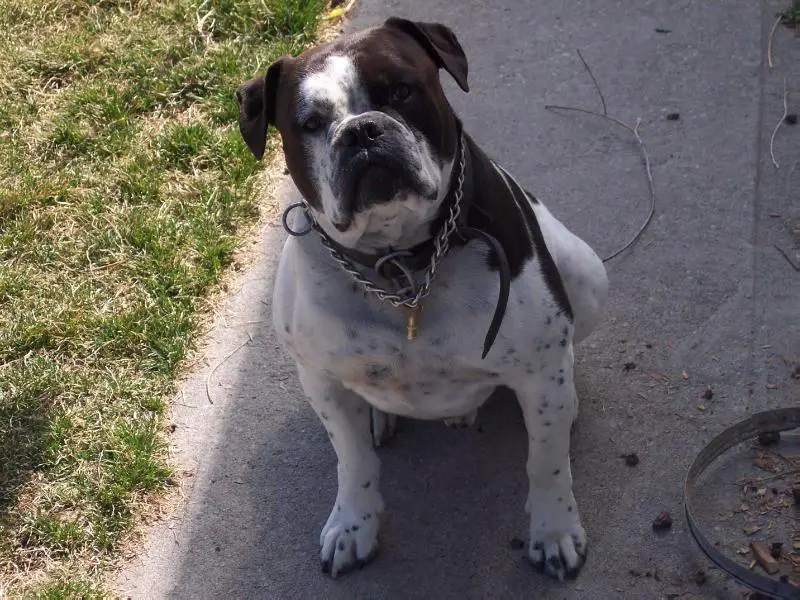 Northern Blood's Moestar