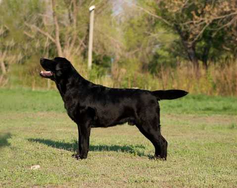 Stenveyz Rhythm Hots Shots