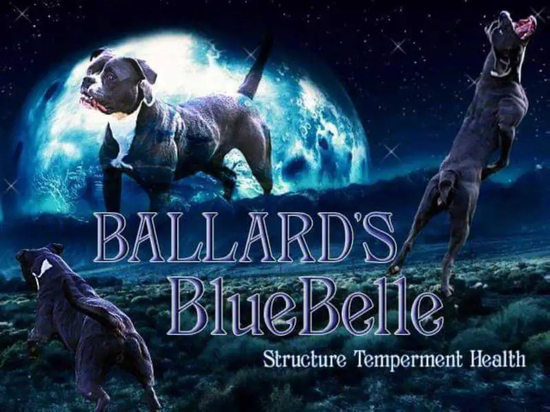 Ballard's Blue Belle