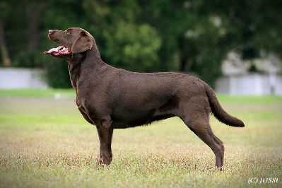 CH Rus STELLA FIDELIS BEST FRIEND FORTUNA