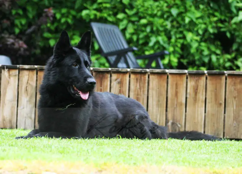 Ice Bär von Kennstenich