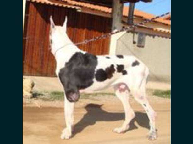 Boum do Alto da Alice des Terres de la Rairie