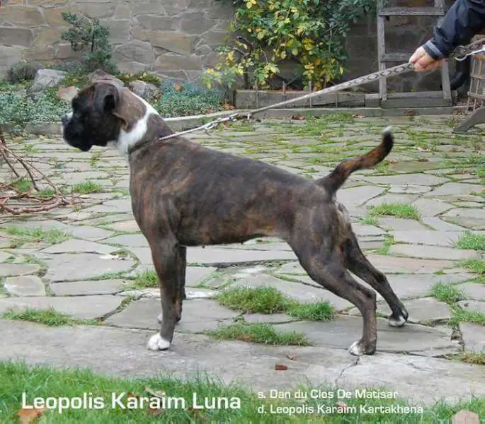 Leopolis Karaim Luna
