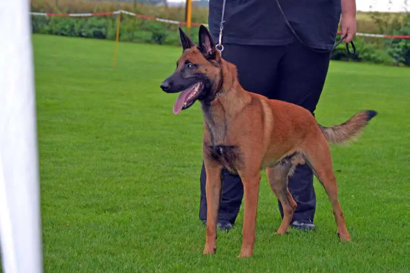 V1 Best Youthdog in Show Bodyguard de la frisone liberté