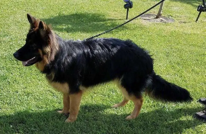 SCHOTZE VON MOYER SAGENDORF PROUD PAWS