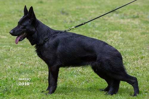 V(KZ), CHKZ, CHKG Asia-land Inari