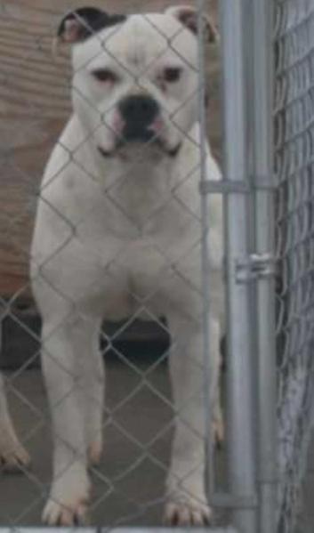 BDKs Raising a Ruckus