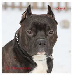 JCH, CH Russia Legend Revival Angel