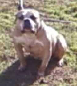 Calikingpin's Monstas Gypsy