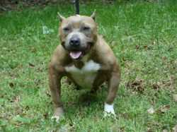 JBoyz New Begining Genesis